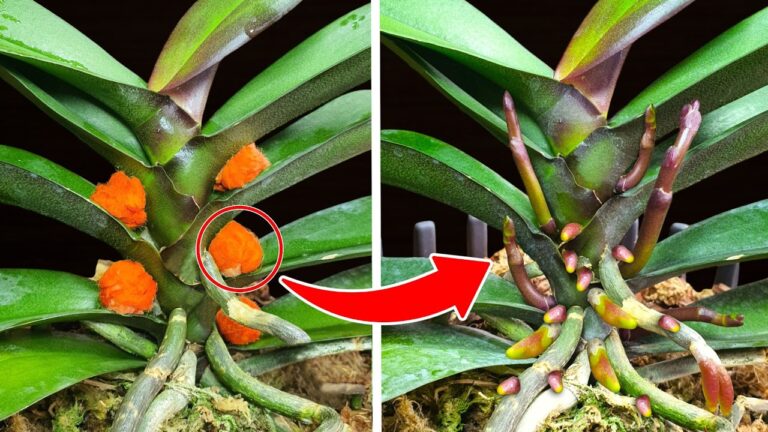 5 astuces surprenantes pour faire fleurir vos jardins avec un engrais gratuit !