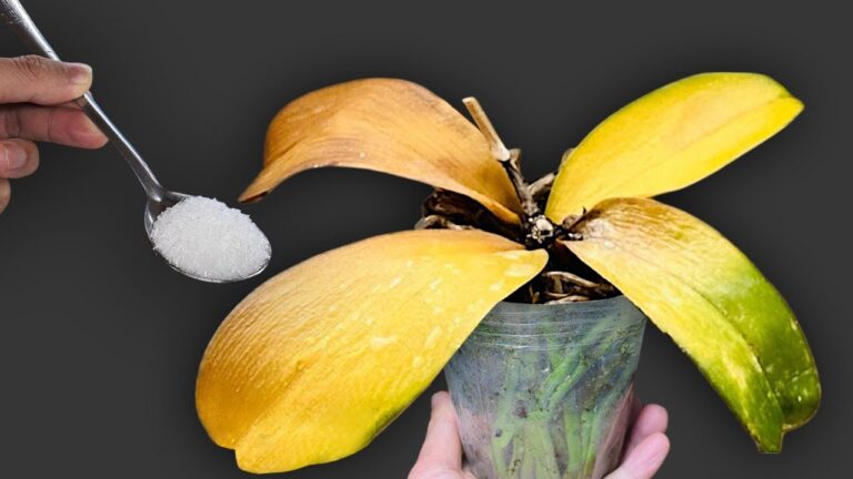 Revivez vos orchidées : 1 cuillère pour des fleurs éclatantes toute l’année !