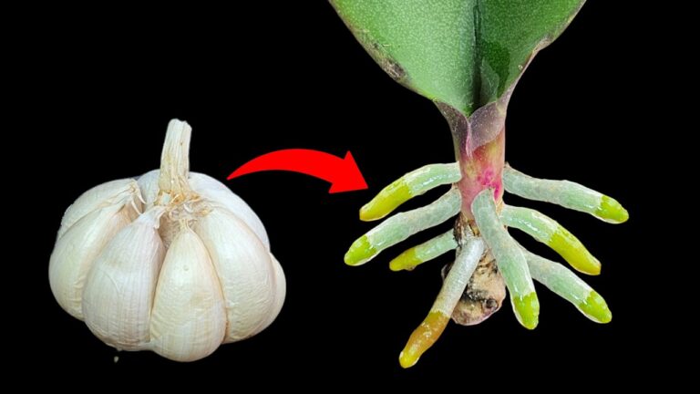 Faites pousser des racines et des fleurs : 5 astuces avec de l&rsquo;ail pour vos orchidées !