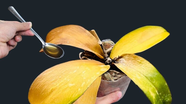 Revivez vos orchidées en 1 seule étape et faites-les fleurir toute l&rsquo;année !