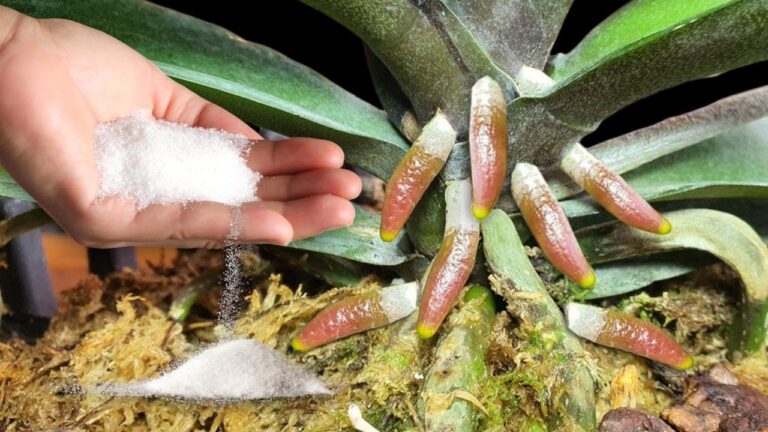 Faites fleurir vos orchidées : 1 cuillère pour 1001 racines et des fleurs éblouissantes !