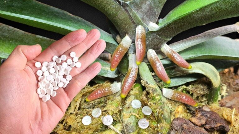 Faites fleurir vos orchids : 1 méthode pour multiplier leur croissance par 600% !