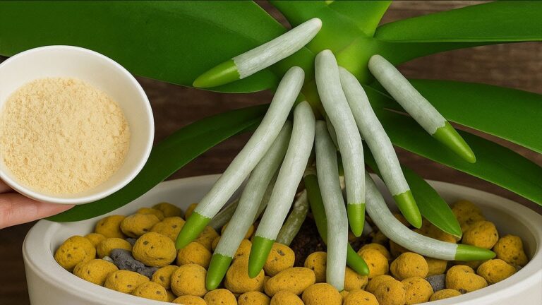 Faites fleurir vos orchidées : 1 astuce pour des racines et des fleurs épanouies !