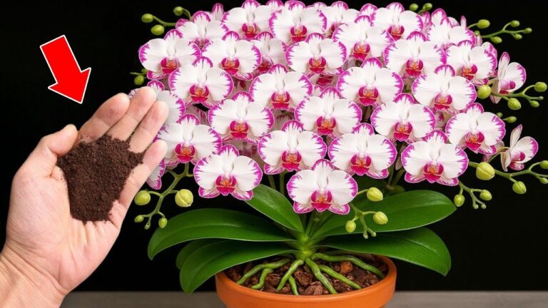 Faites fleurir vos orchidées toute l&rsquo;année avec ces 5 astuces simples !