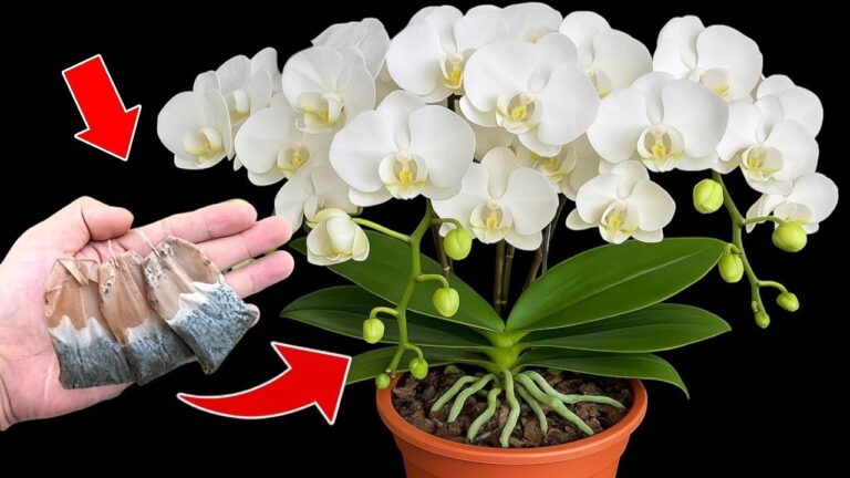 Faites fleurir 10 nouvelles fleurs sous l&rsquo;orchidée toute l&rsquo;année !