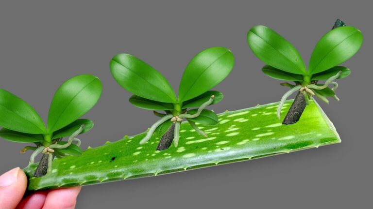Propager facilement 5 types d&rsquo;orchidées : fleurs tout au long de l&rsquo;année !