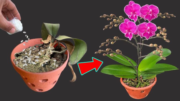 Ravivez votre orchidée en 6 étapes faciles et regardez-la fleurir à nouveau !