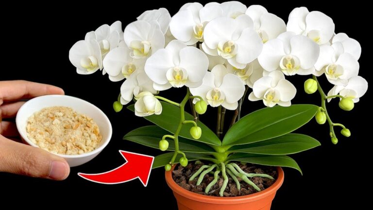 Faites fleurir 5 astuces pour faire pousser des orchidées toute l&rsquo;année chez vous!