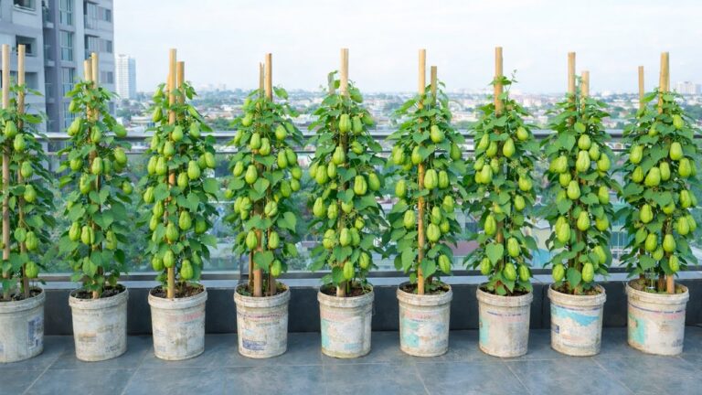 5 étapes pour réussir la culture de chayote sur votre balcon !