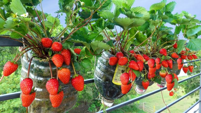 Cultivez 10 fraises juteuses sur votre balcon facilement !