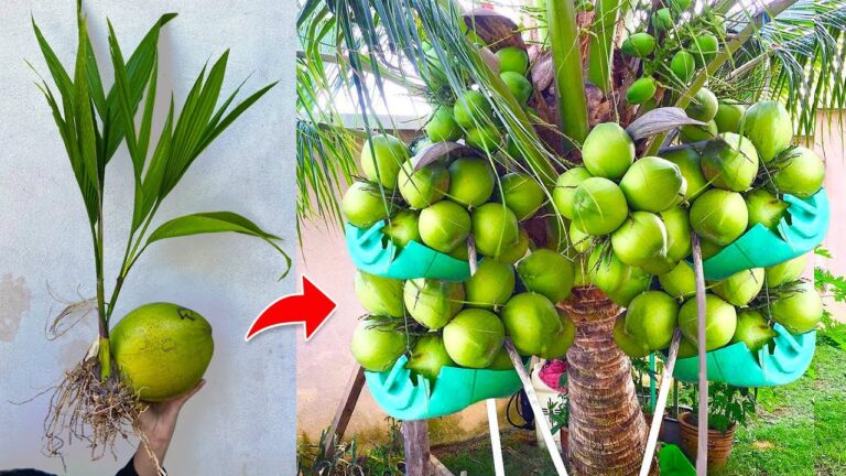 8 astuces pour faire pousser un cocotier rapidement avec des bananes !