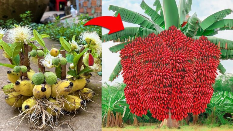 3 techniques simples pour multiplier vos fruits en utilisant des boutures de goyave !
