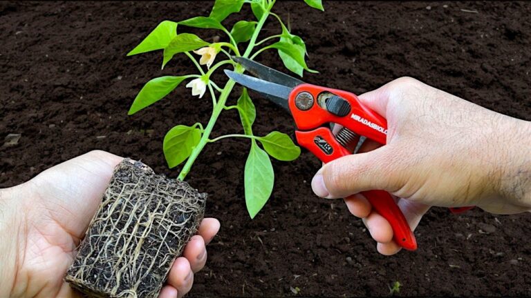 5 astuces pour semer et transplanter des piments avec succès !