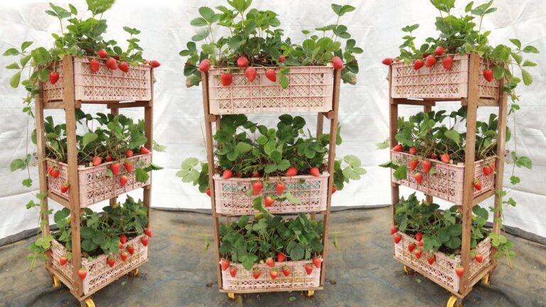 5 idées pour cultiver des fraises verticales à la maison avec un panier en plastique