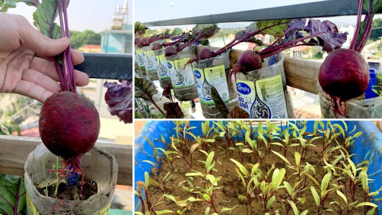 4 astuces pour cultiver des betteraves sur votre terrasse facilement