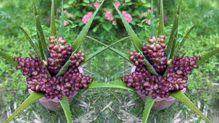 Découvrez 5 astuces pour greffer de l&rsquo;Aloe Vera avec des raisins et booster vos récoltes !