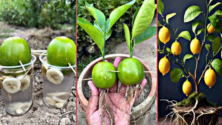 5 astuces uniques pour réussir la culture de votre citronnier bio et profiter de ses fruits !