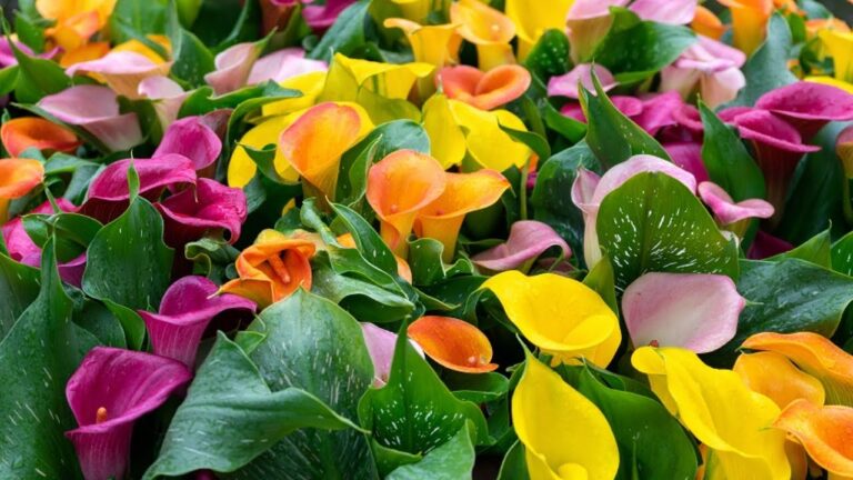 7 étapes pour planter des calas colorées et embellir votre jardin !