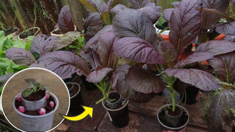 5 astuces pour cultiver des greens violets avec des gobelets en plastique recyclés