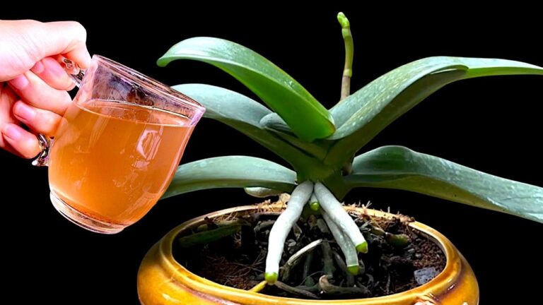 1 tasse par mois : 7 astuces pour des fleurs exceptionnelles toute l&rsquo;année 🌼