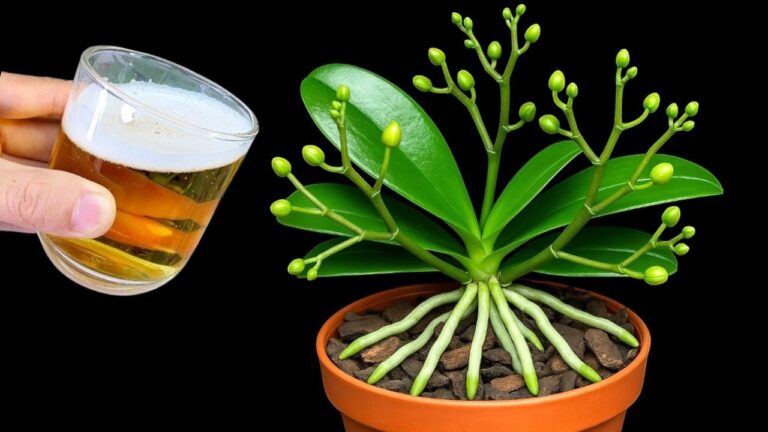 3 secrets pour faire fleurir vos orchidées en abondance et renforcer leurs racines !