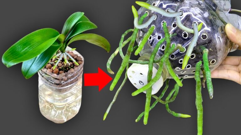 Faites fleurir vos orchidées rapidement : 5 astuces infaillibles à découvrir !