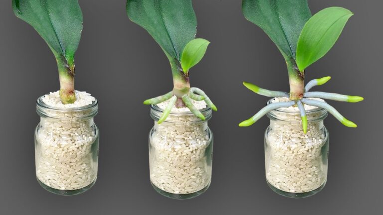 10 conseils pour faire fleurir vos orchidées avec du riz, toute l&rsquo;année ! 🌱✨