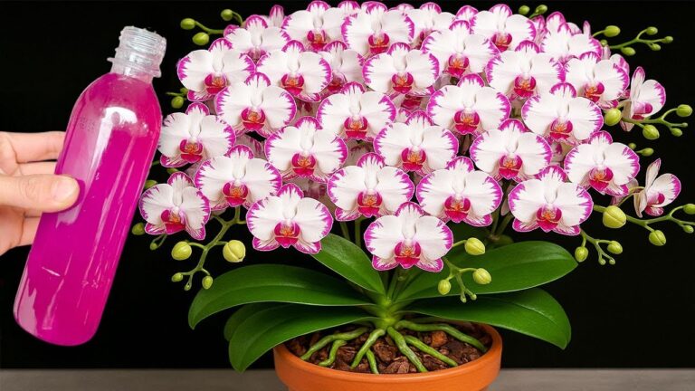 Faites fleurir vos orchidées toute l&rsquo;année avec ces 5 astuces simples !