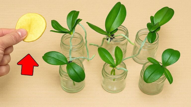 Faites fleurir vos orchidées toute l&rsquo;année avec 1 simple tranche de pomme de terre !