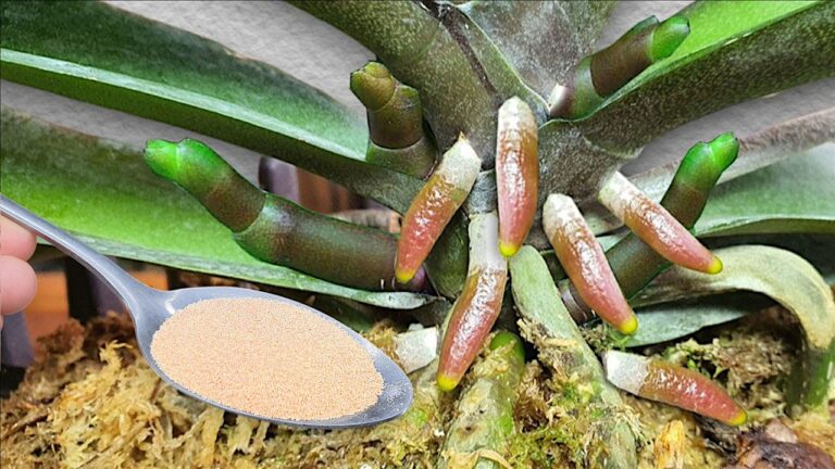 Développez 5 variétés d&rsquo;orchidées chez vous avec une simple cuillère !