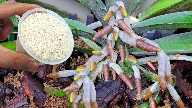 1 cuillère pour 1001 racines : faites fleurir votre orchidée comme jamais ! 🌸