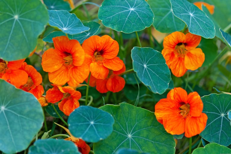 15 suggestions pour utiliser les feuilles, fleurs, graines et tiges de capucine
