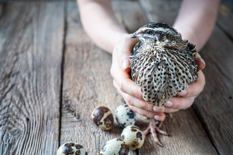 11 raisons d&rsquo;élever des cailles plutôt que des canards ou des poules et comment commencer