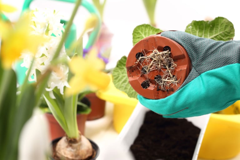 6 signes que vos plantes d&rsquo;intérieur ont besoin d&rsquo;un rempotage et comment le faire