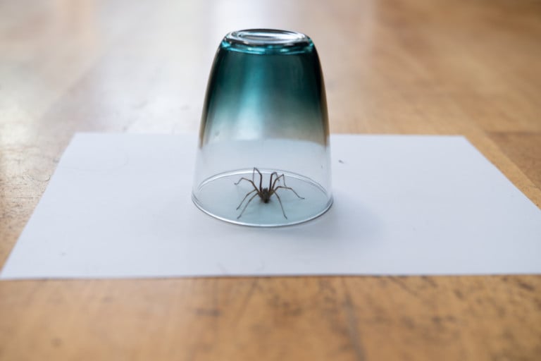16 astuces naturelles et simples pour éloigner les araignées de votre maison
