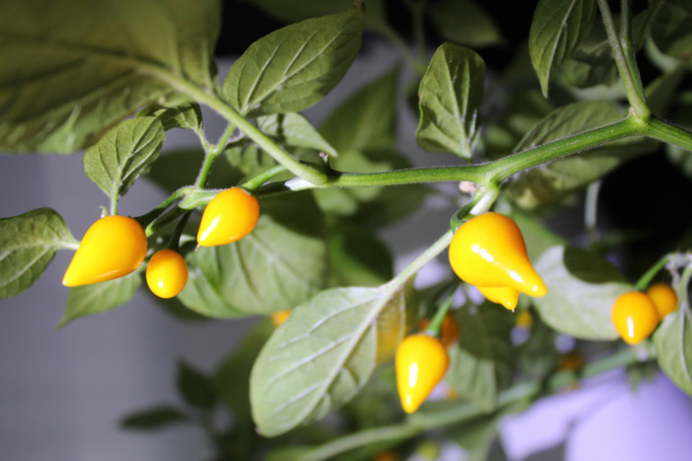 25 Légumes Miniatures à Cultiver et 5 Bonnes Raisons de le Faire