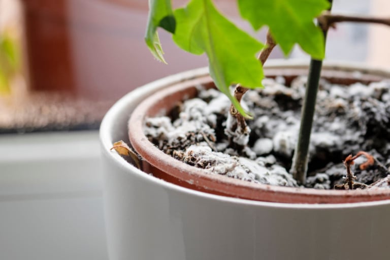 Pourquoi y a-t-il de la moisissure blanche sur le terreau de mes plantes et comment y remédier ?